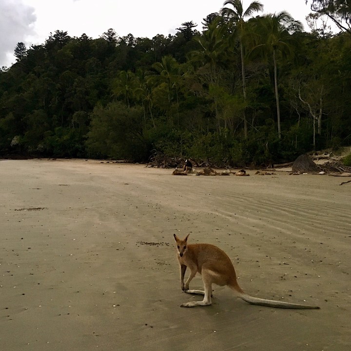 Wallaby on Casuarina Beach, Cape Hillsborough, Queensland, Australia.
