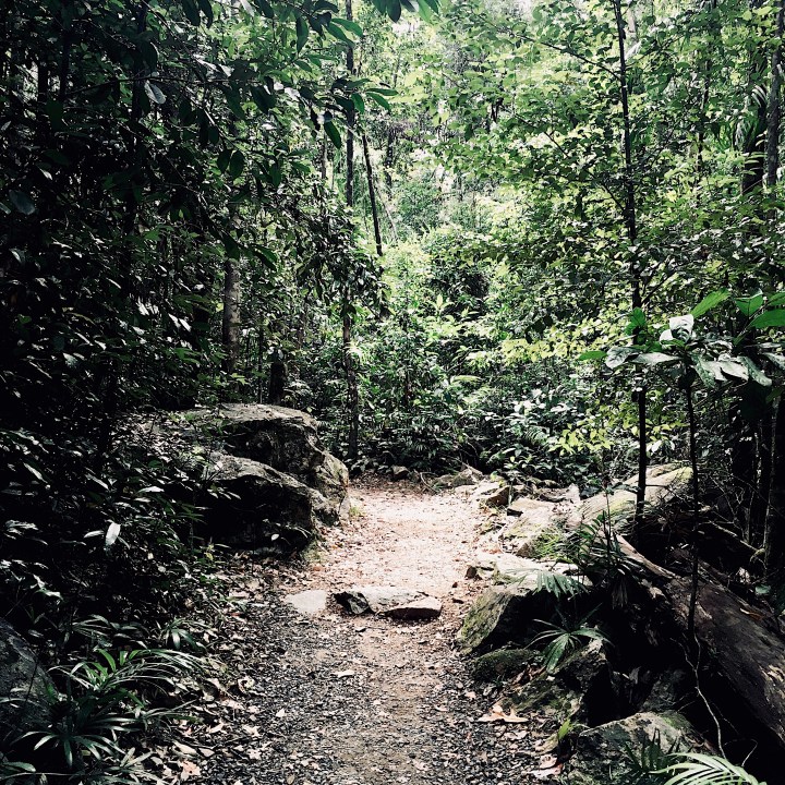 Walking track, Finch Hatton Gorge, Eungella National Park, Queensland, Australia.