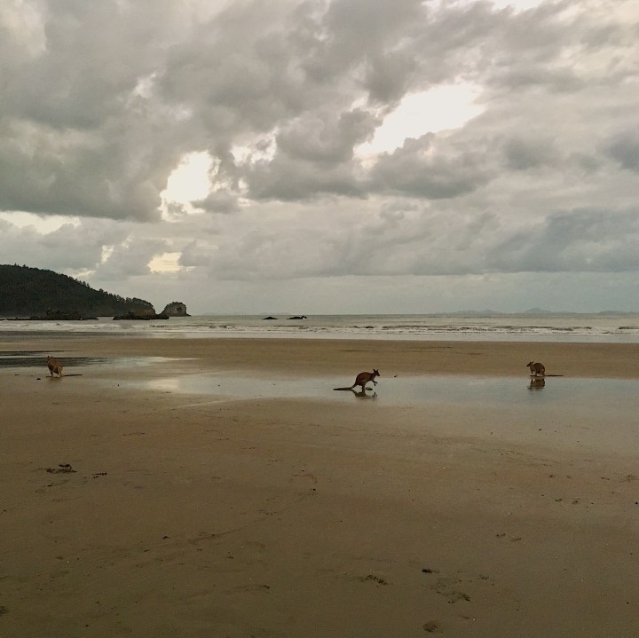 Wallabies on Casuarina Beach, Cape Hillsborough, Queensland, Australia.