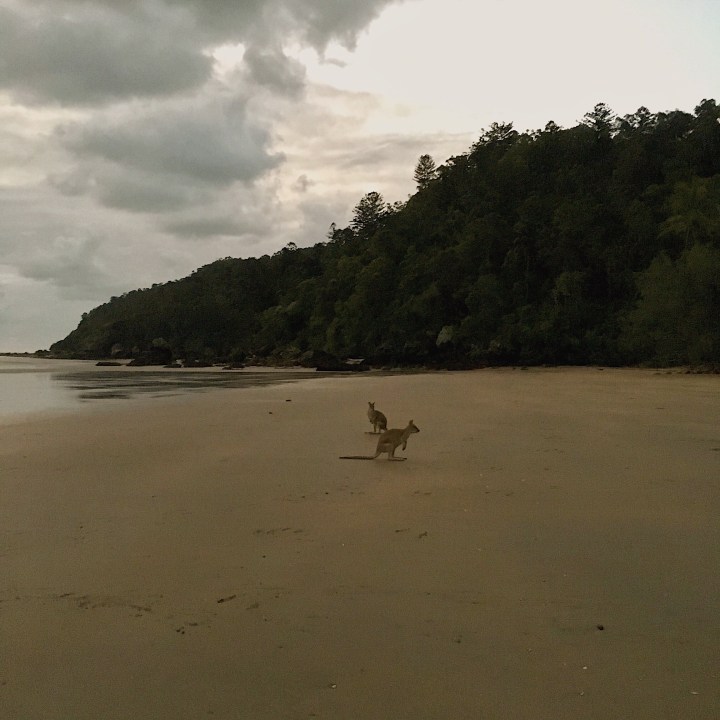 Wallabies on Casuarina Beach, Cape Hillsborough, Queensland, Australia.
