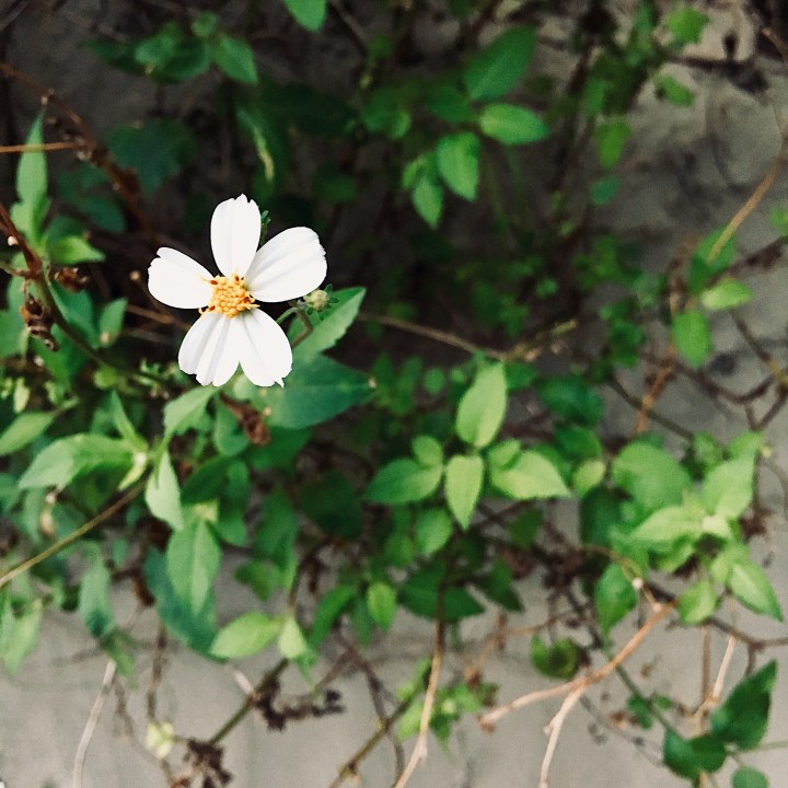 Flower on Casuarina Beach, Cape Hillsborough, Queensland, Australia.
