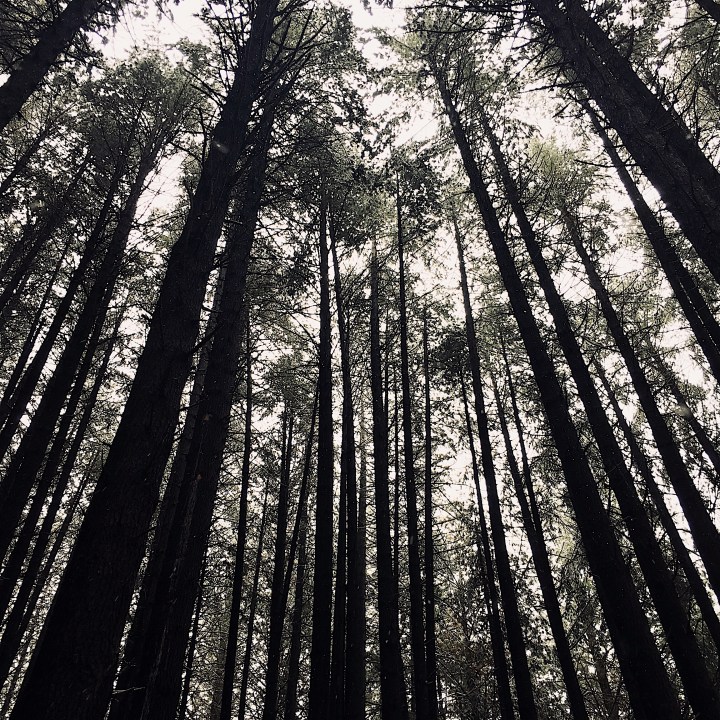 Looking up amongst the trees at the Sugar Pine Walk, Laurel Hill, New South Wales, Australia.