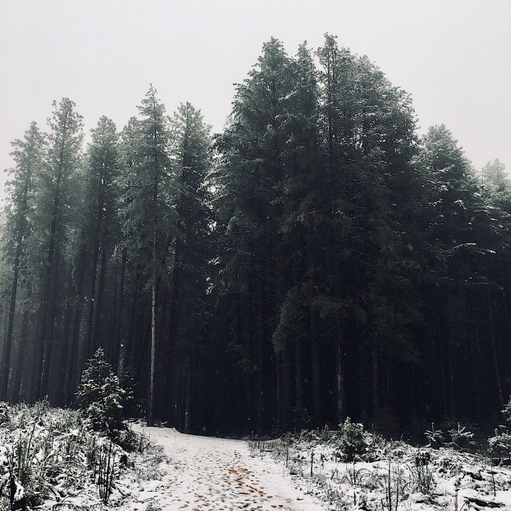 A snowy Bago State Forest at Laurel Hill, New South Wales, Australia.