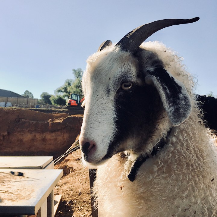 Pet goat posing for a picture at The Sir George pub in Jugiong, New South Wales, Australia.