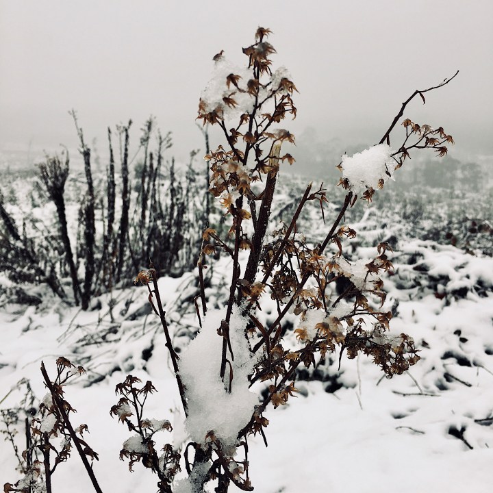 Snow covered weed in the Bago State Forest, Laurel Hill, New South Wales, Australia.