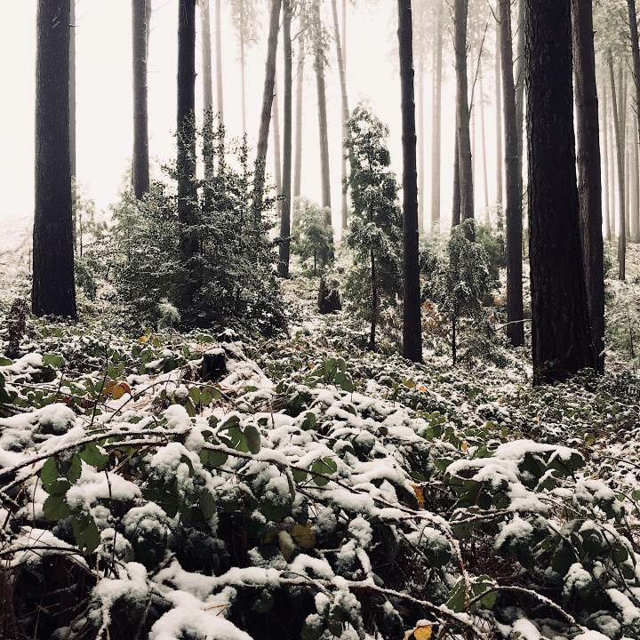 Snow covered foliage within the Sugar Pine Walk, Laurel Hill, New South Wales, Australia.