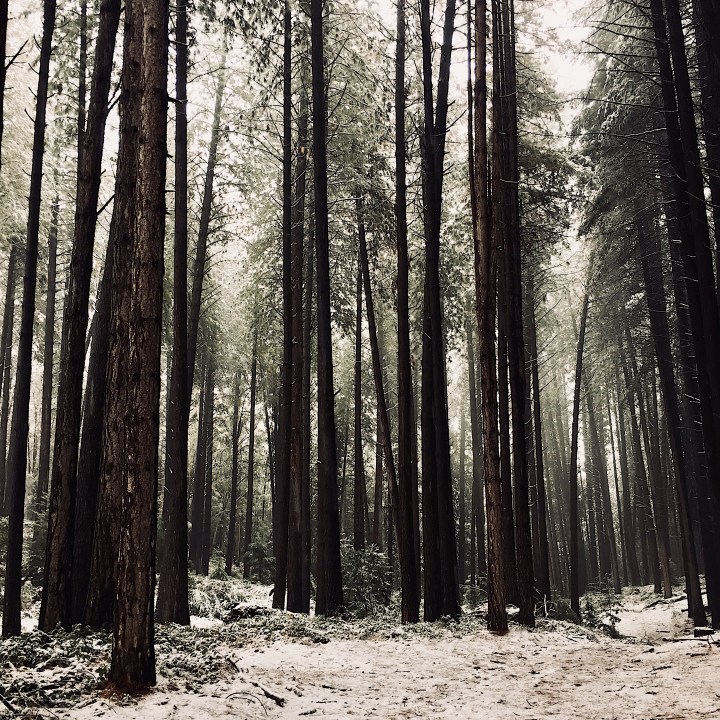 A snowy Sugar Pine Walk at Laurel Hill, New South Wales, Australia.