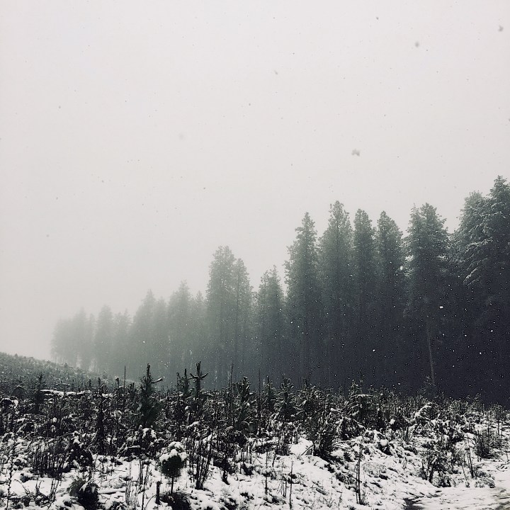 Local life: The Sugar Pine&nbsp;Walk