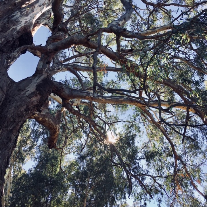 Gum tree at Oura, New South Wales, Australia.