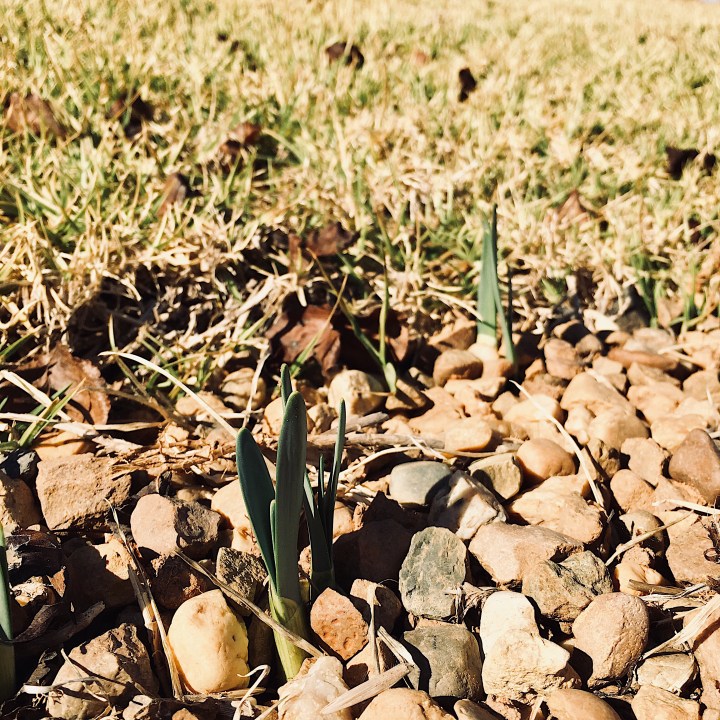 Green daffodil stems emerging from the ground.