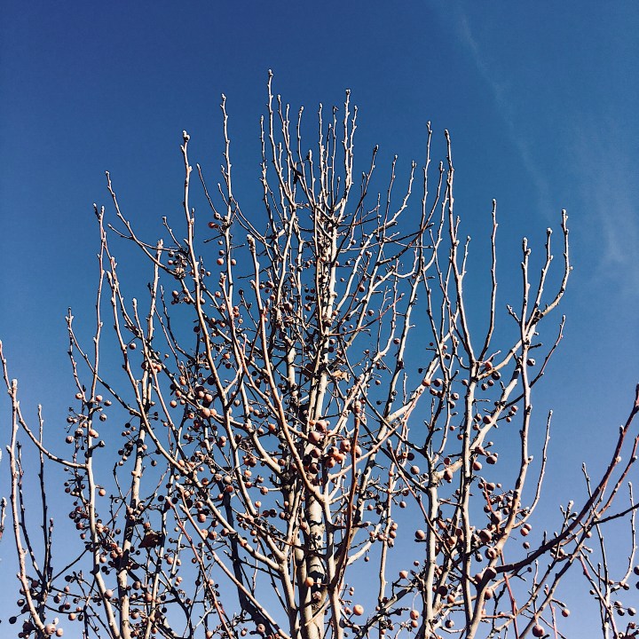 A bare tree and blue skies.
