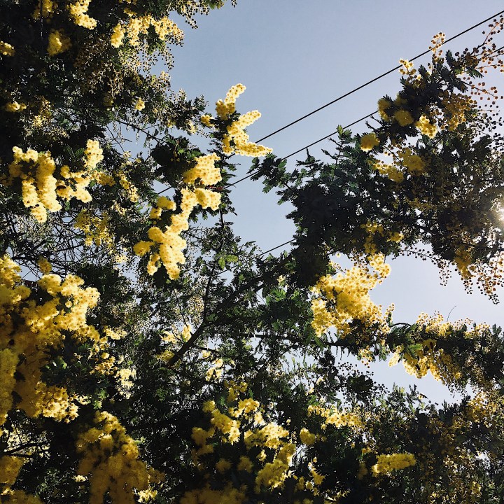 Looking up at a wattle tree in bloom.