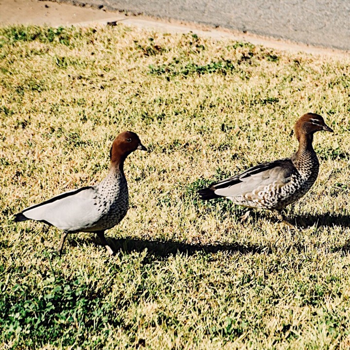 Australian wood ducks