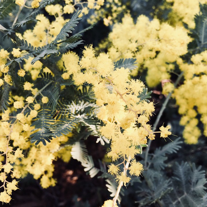 Wattle flowers in Wagga Wagga, New South Wales, Australia.