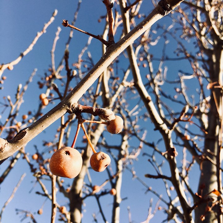 Buds and seed pods on a bare tree.