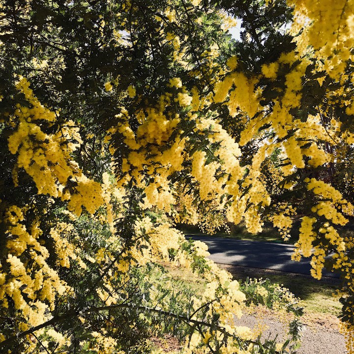 Wattle tree growing by the side of the road in Wagga Wagga, New South Wales, Australia.