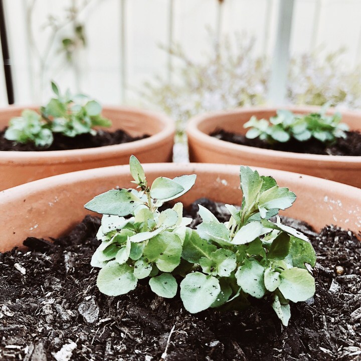 Lobelia seedlings in terracotta pots.