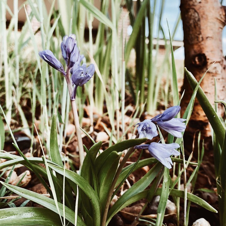 Bluebell flowers growing under a tree.