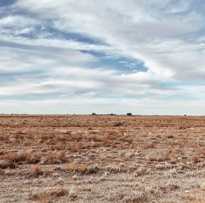 Emu running along a fence line on the Hay Plains in New South Wales, Australia.
