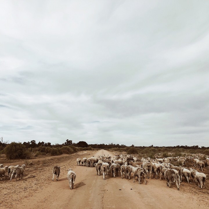 A mob of merino sheep on Nap Nap Road, western New South Wales.