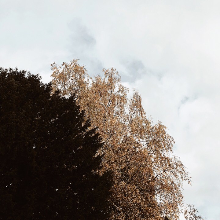Autumnal tree, Worcestershire, England.