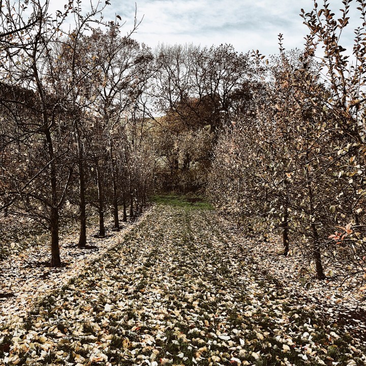 Almost bare trees in an orchard in Worcestershire, England.