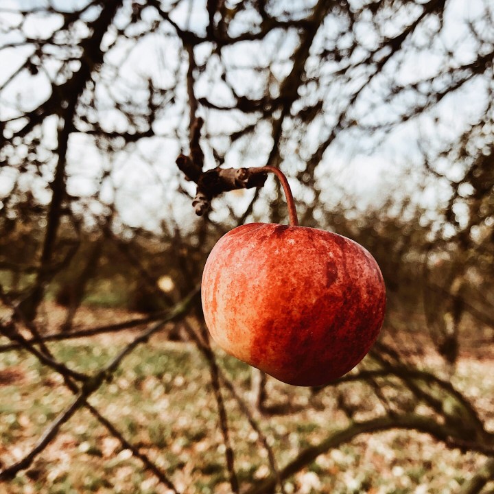 Red apple clinging to a bare branched tree in Worcestershire, England.