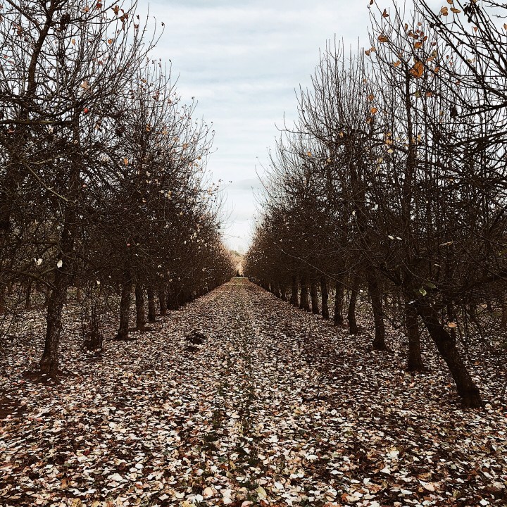 Almost bare trees in an orchard in Worcestershire, England.