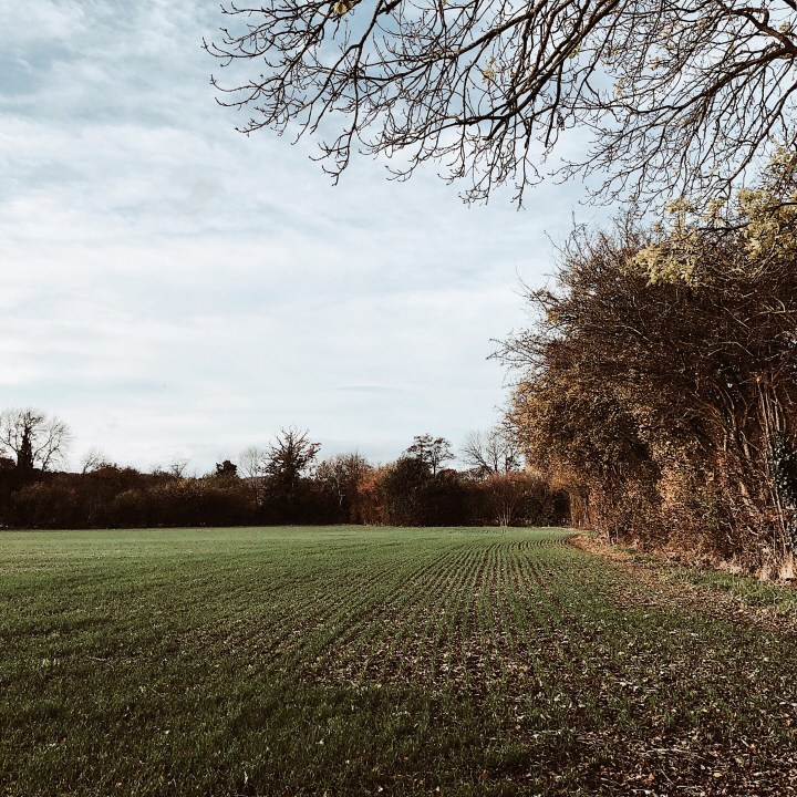 Newly sown field in Worcestershire, England surrounded by autumnal trees.