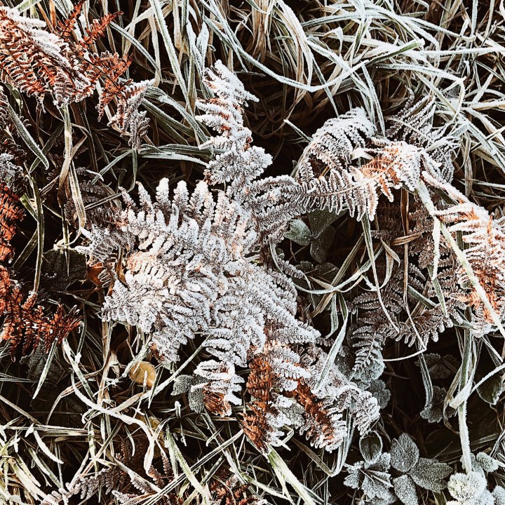 Frosted ferns on the Malvern Hills, Worcestershire, England.