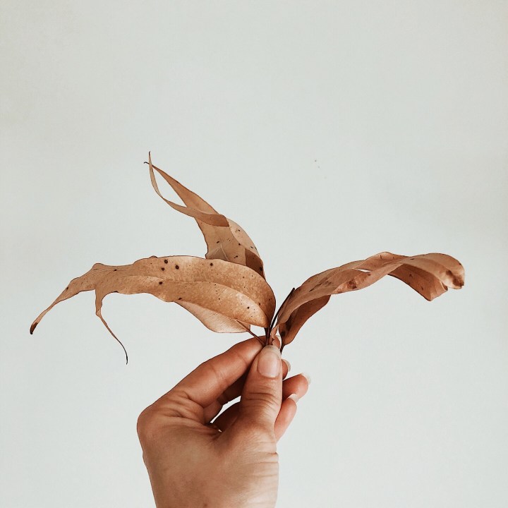 Hand holding dried gum tree leaves.