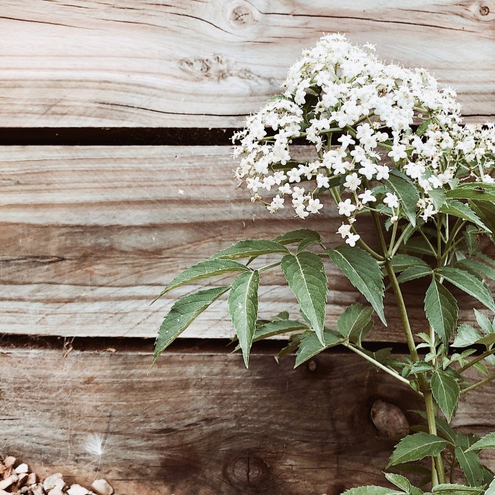 Elderflower plant in bloom against a timber retaining wall.