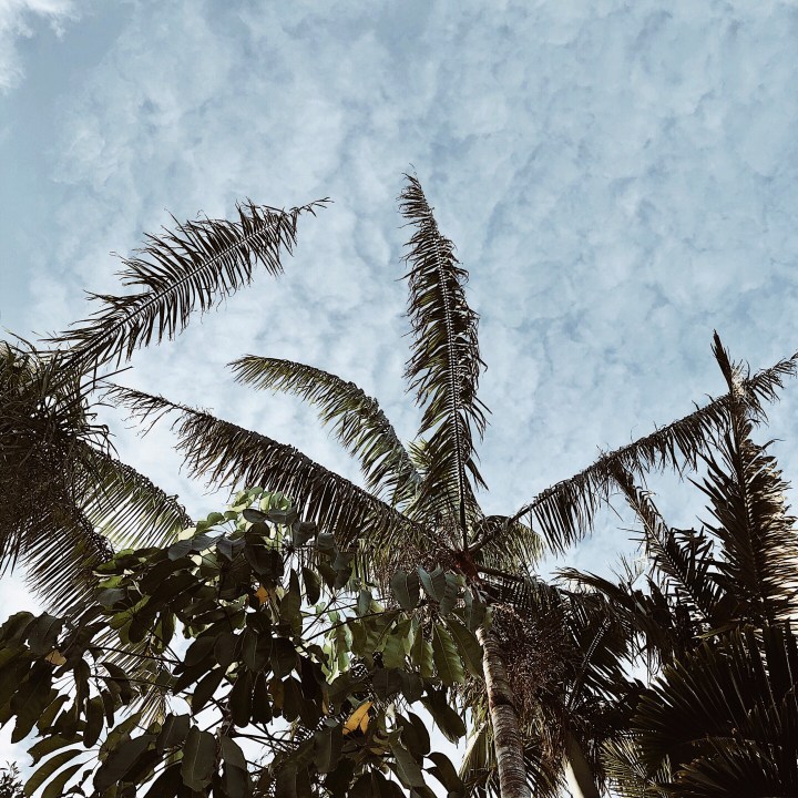 Palm trees set across a blue, slightly cloudy sky.