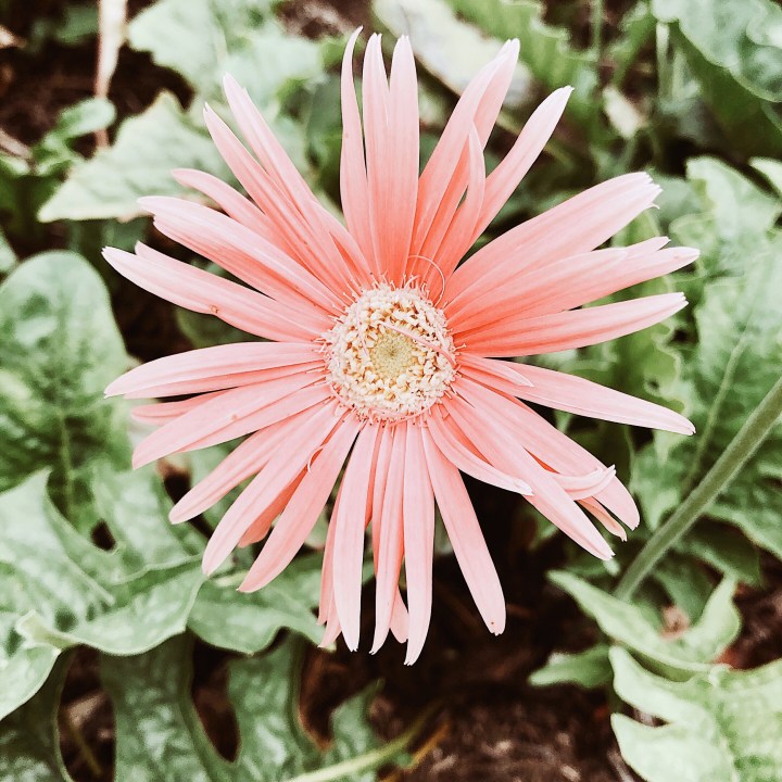 Pink gerbera flower.