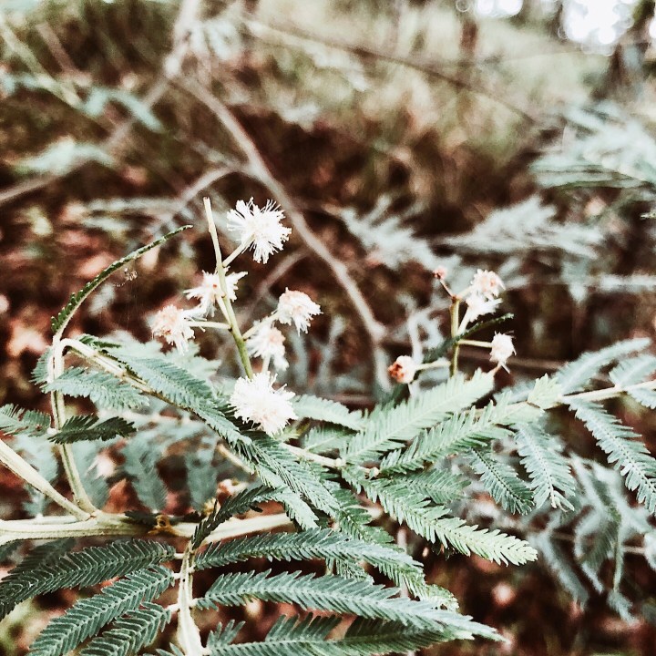 Wattle plant growing on the D'Aguilar Range, Queensland, Australia.