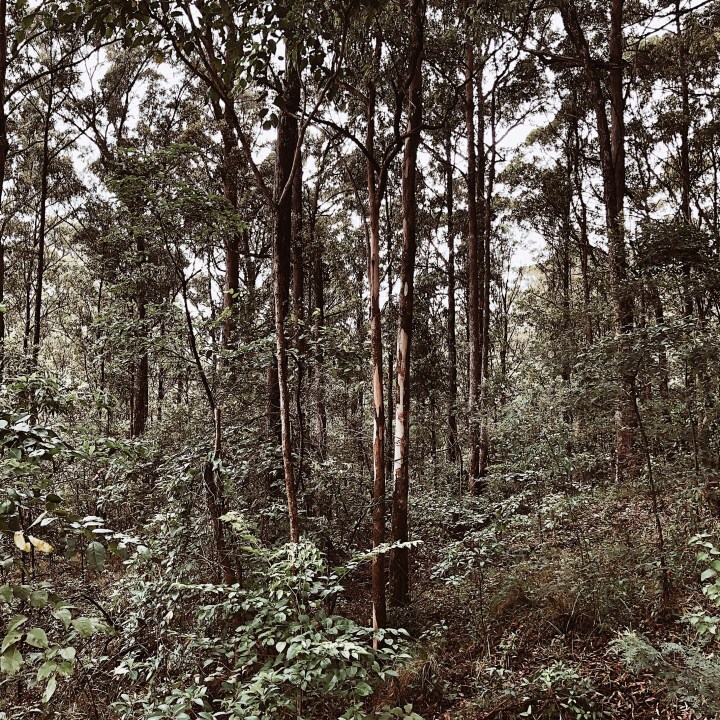 A morning on Mt&nbsp;Glorious