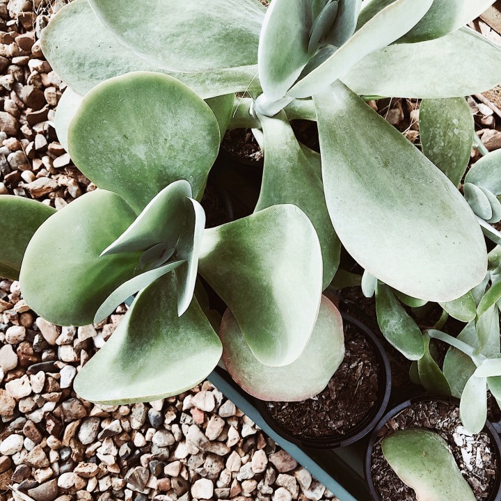 Looking down on flapjack plants in small pots.