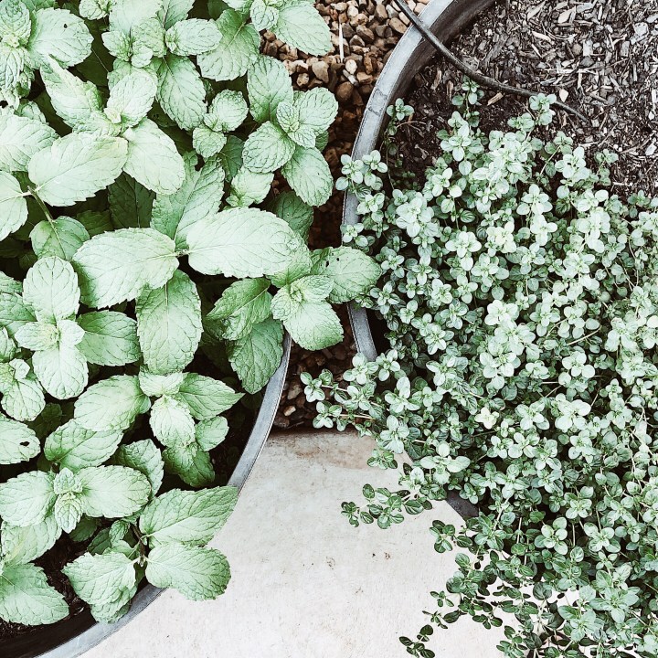 Looking down on mint and thyme plants.