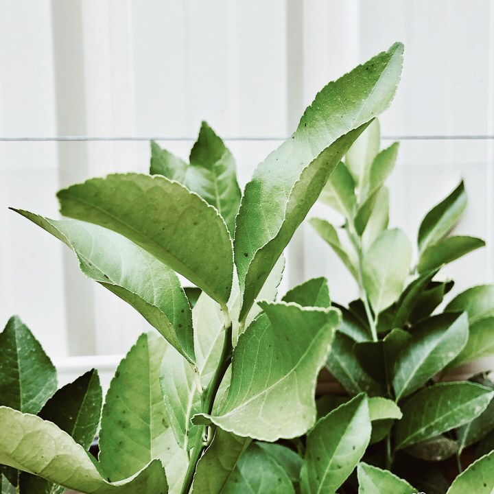 New growth on a lemon tree.