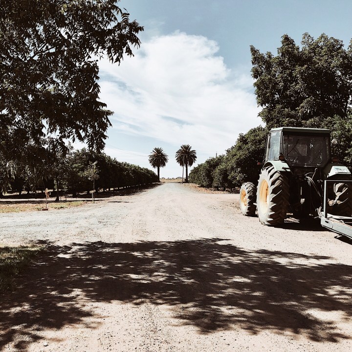 Citrus farm at Hanwood, New South Wales, Australia. 