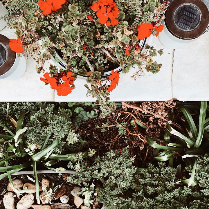 Potted begonias in a garden.