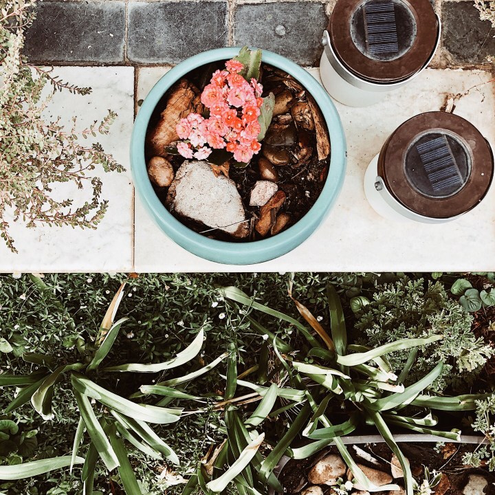 Potted begonias in a garden.