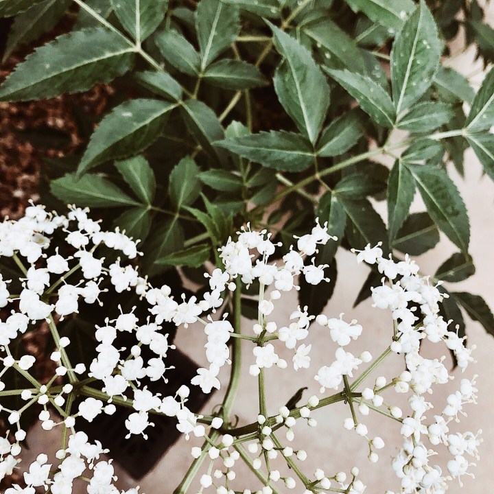 Elderflower bush in flower.