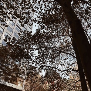 Autumn colours in the CBD of Melbourne, Victoria, Australia.