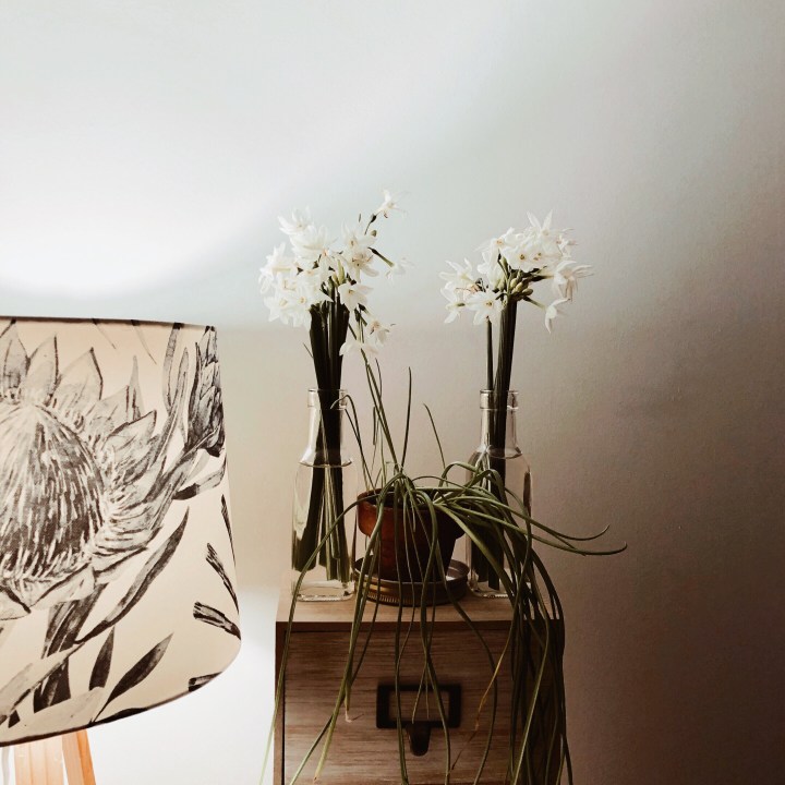 Bottles filled with jonquils and an indoor plant beside a table lamp.