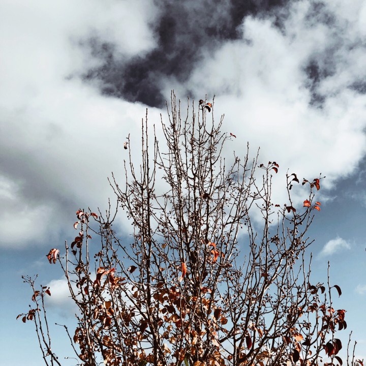 Almost bare tree and a partly cloudy sky.