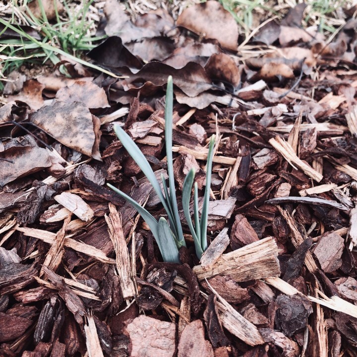 Bulbs emerging from a woodchipped garden.