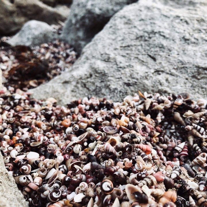 Tiny shells on Bherwerre Beach, Jervis Bay Territory, Australia.