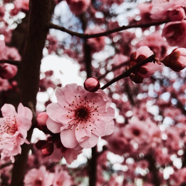 Pink blossom in tree.