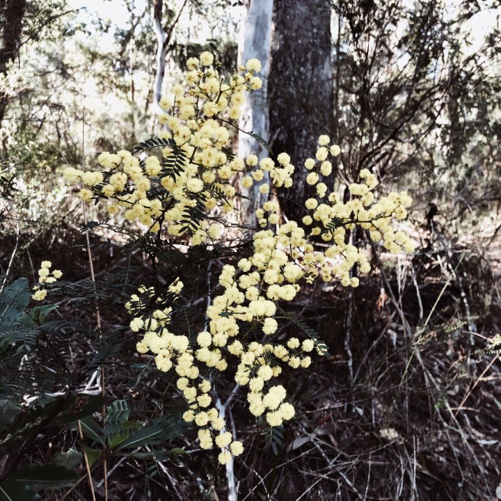 Blooming wattle in Morton National Park, New South Wales, Australia.